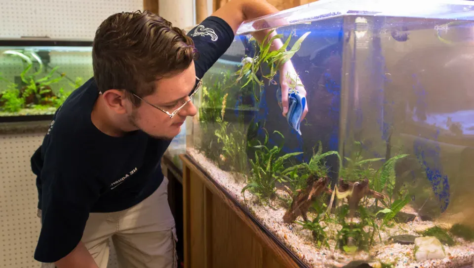 A student cleans the inside of an aquarium